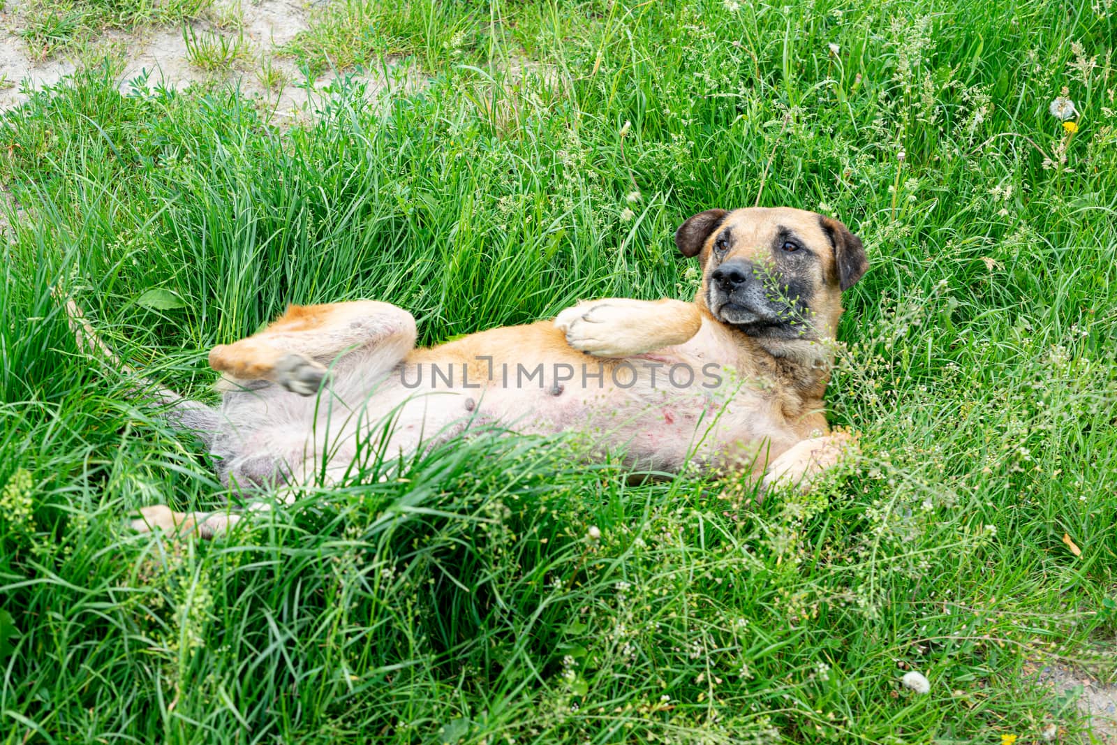 dog lying on the green grass. dog without owner