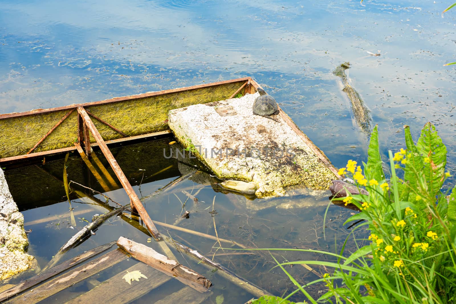 human water pollution. turtles are endangered by Serhii_Voroshchuk