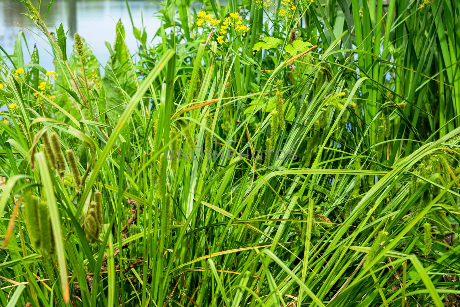 tall green reeds growing on the river bank