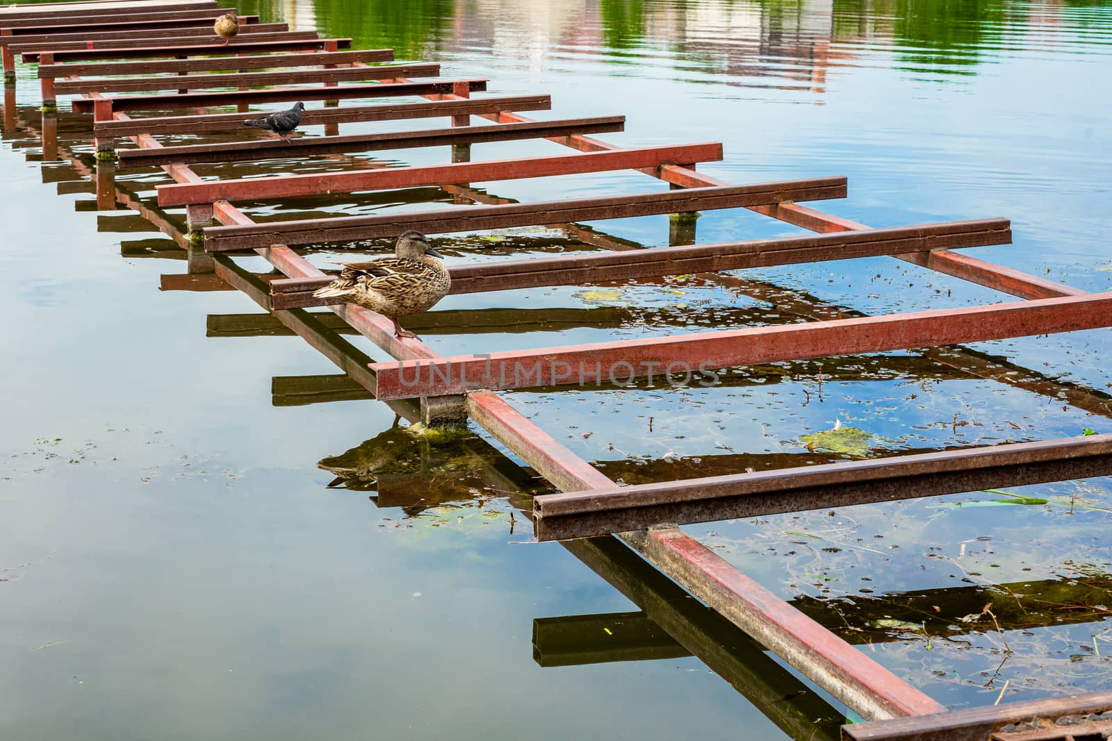 wild duck stands on a metal bridge on the river