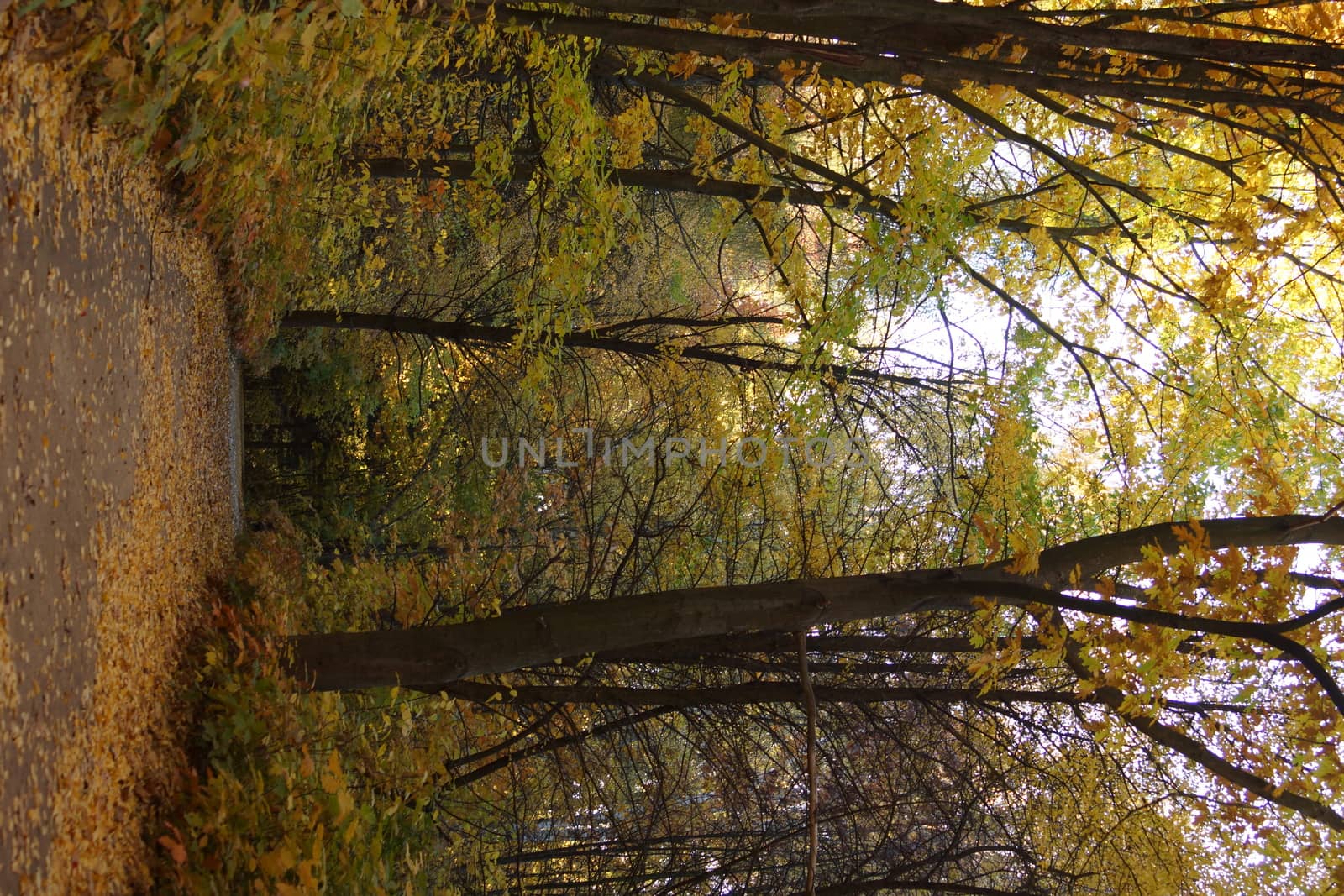 Autumn Park. yellow fallen leaves on the alley in the park by Serhii_Voroshchuk