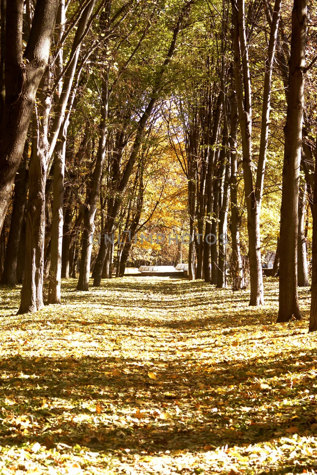 Autumn Park. yellow fallen leaves on the alley in the park