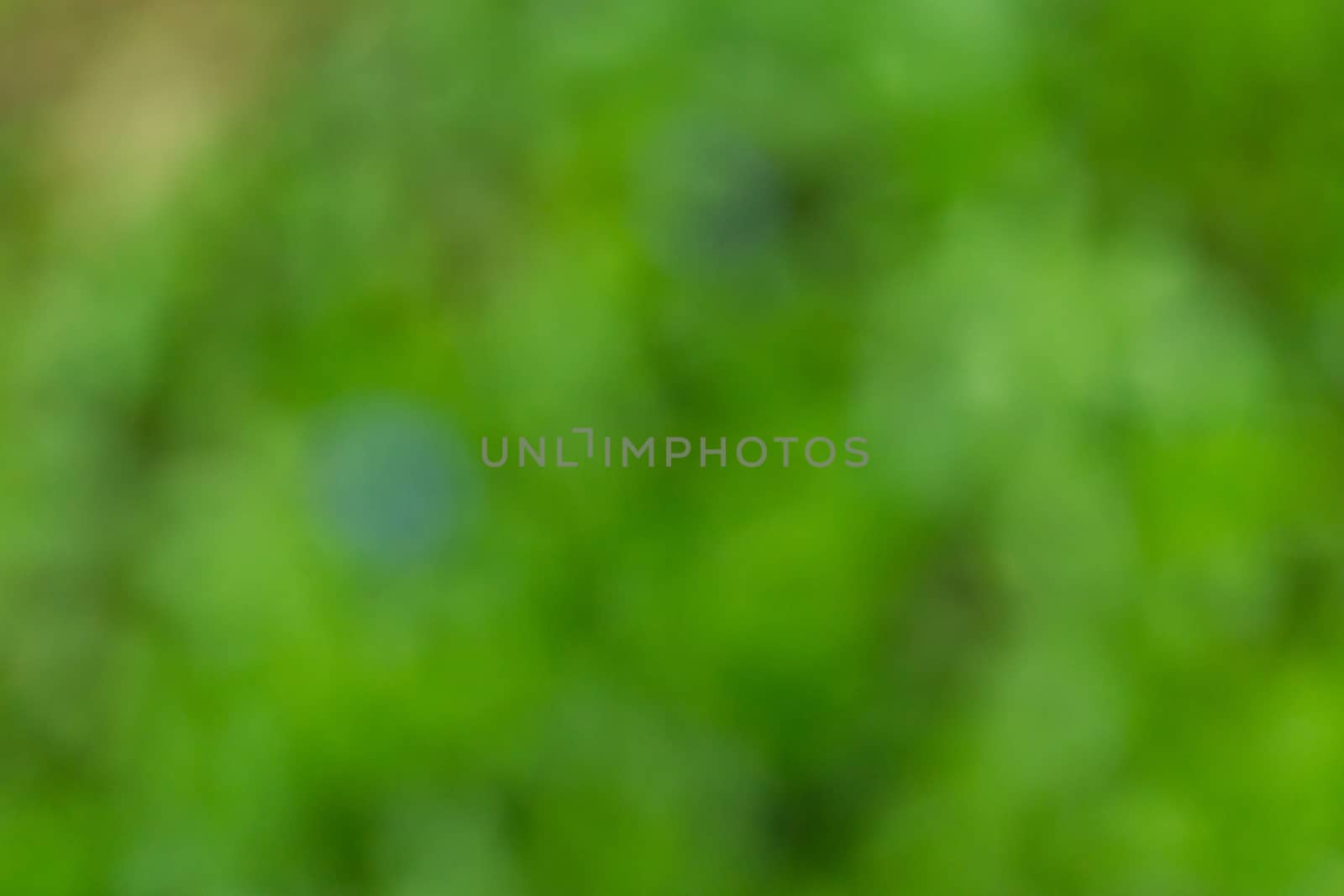 blurred background of green leaves. bokeh. perfect background for your creativity. background with blur by Serhii_Voroshchuk