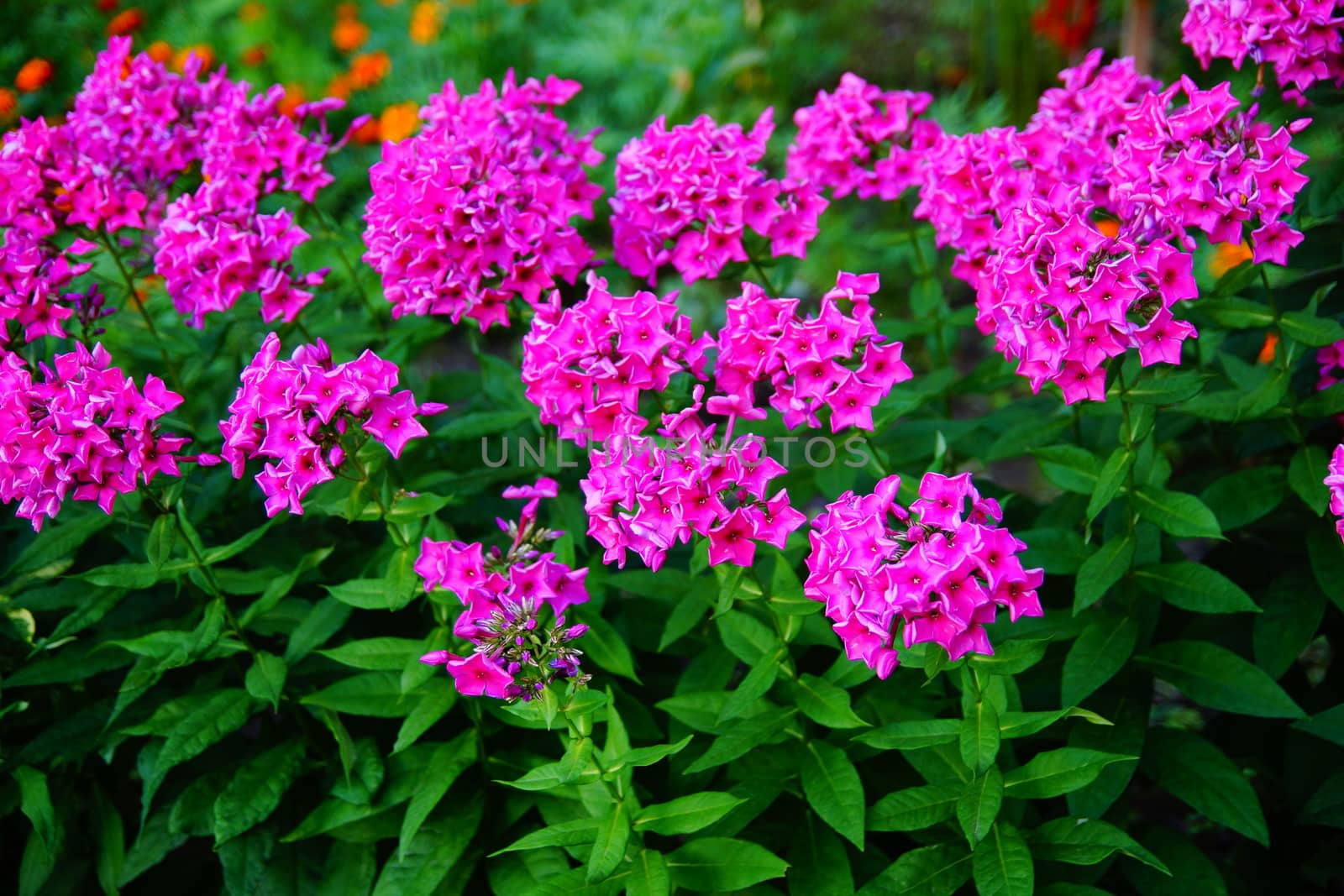 Pink flowers in the garden. Bush of bright pink flowers on the flowerbed. Matiola night violet