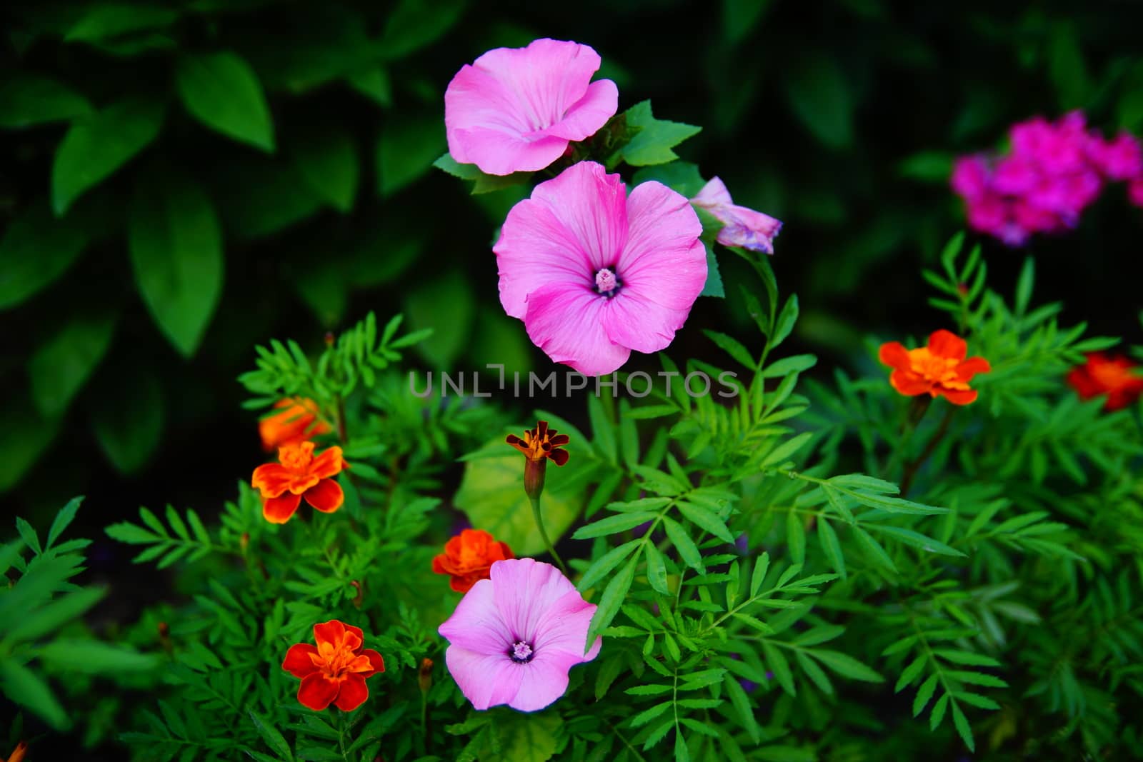 Pink flowers on a flowerbed. Morning glory pink. Small pink flower bell by Serhii_Voroshchuk