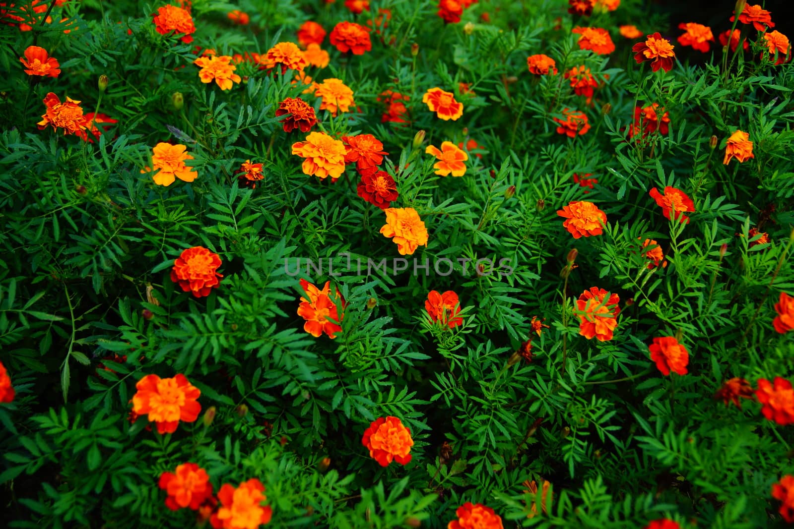 Orange flowers. Marigolds grow in the garden.
