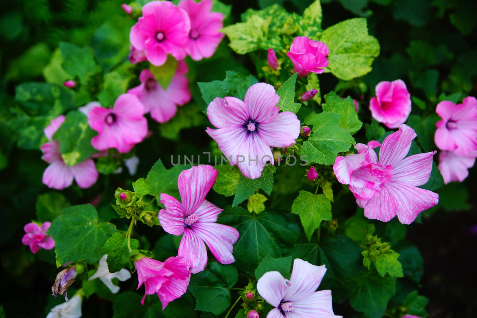 Pink flowers on a flowerbed. Morning glory pink. Small pink flow by Serhii_Voroshchuk