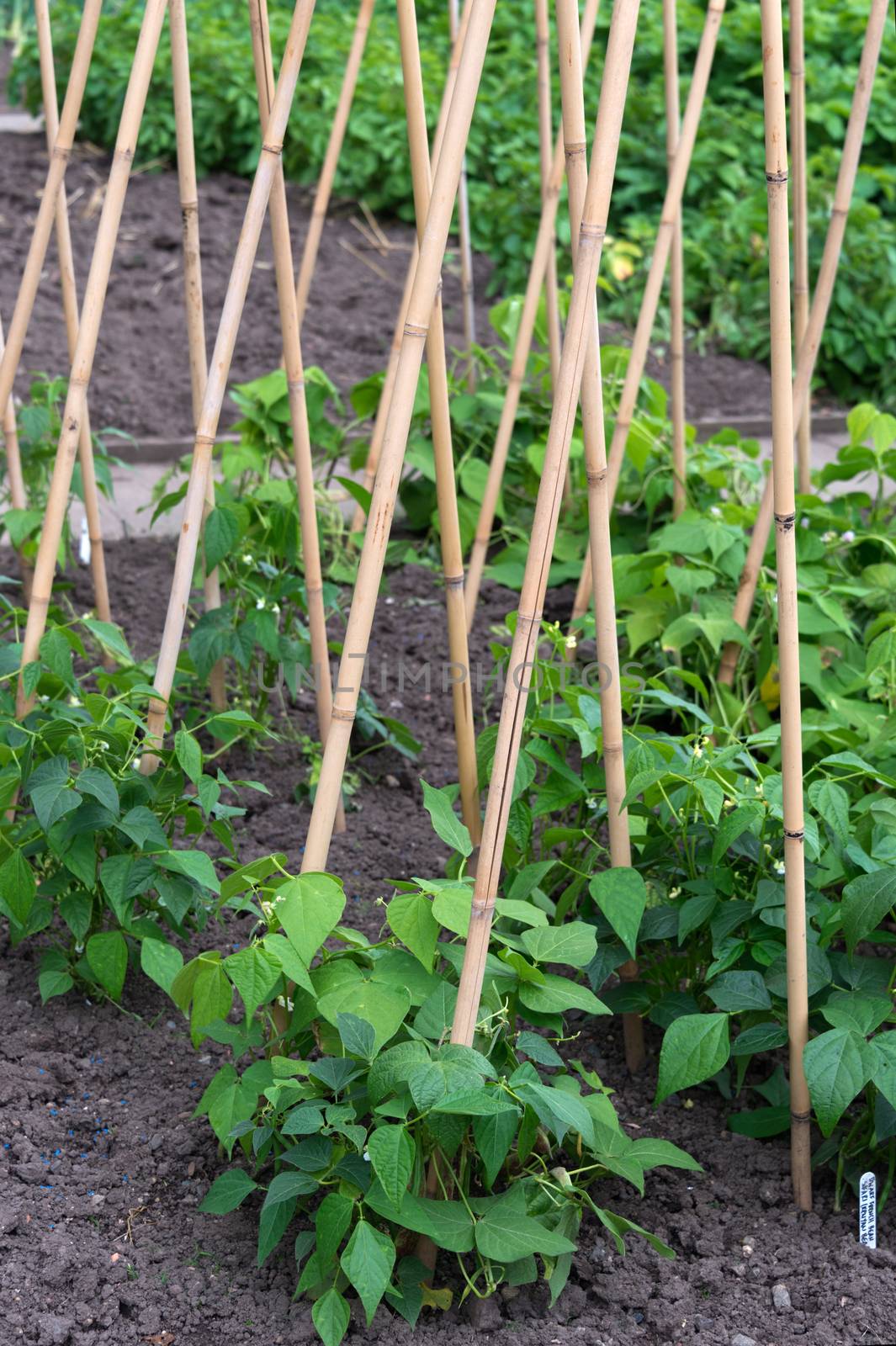 Climbing French Beans by TimAwe