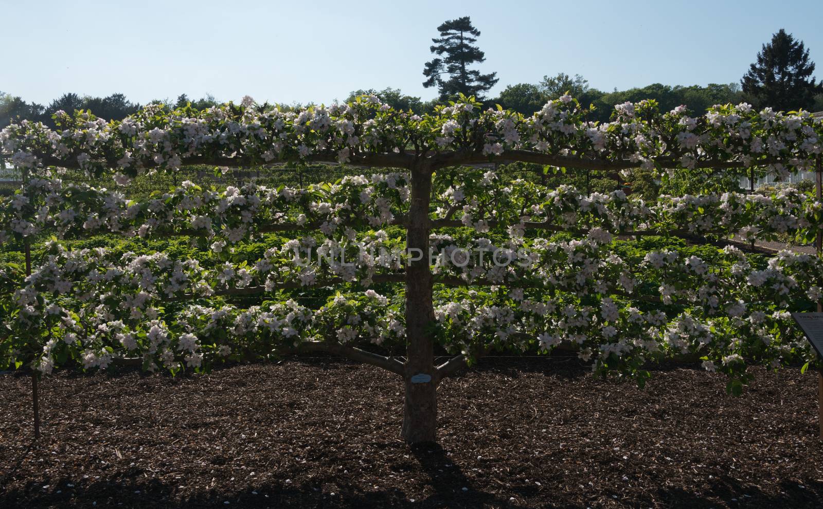 Espalier Apple Tree in Kitchen Garden