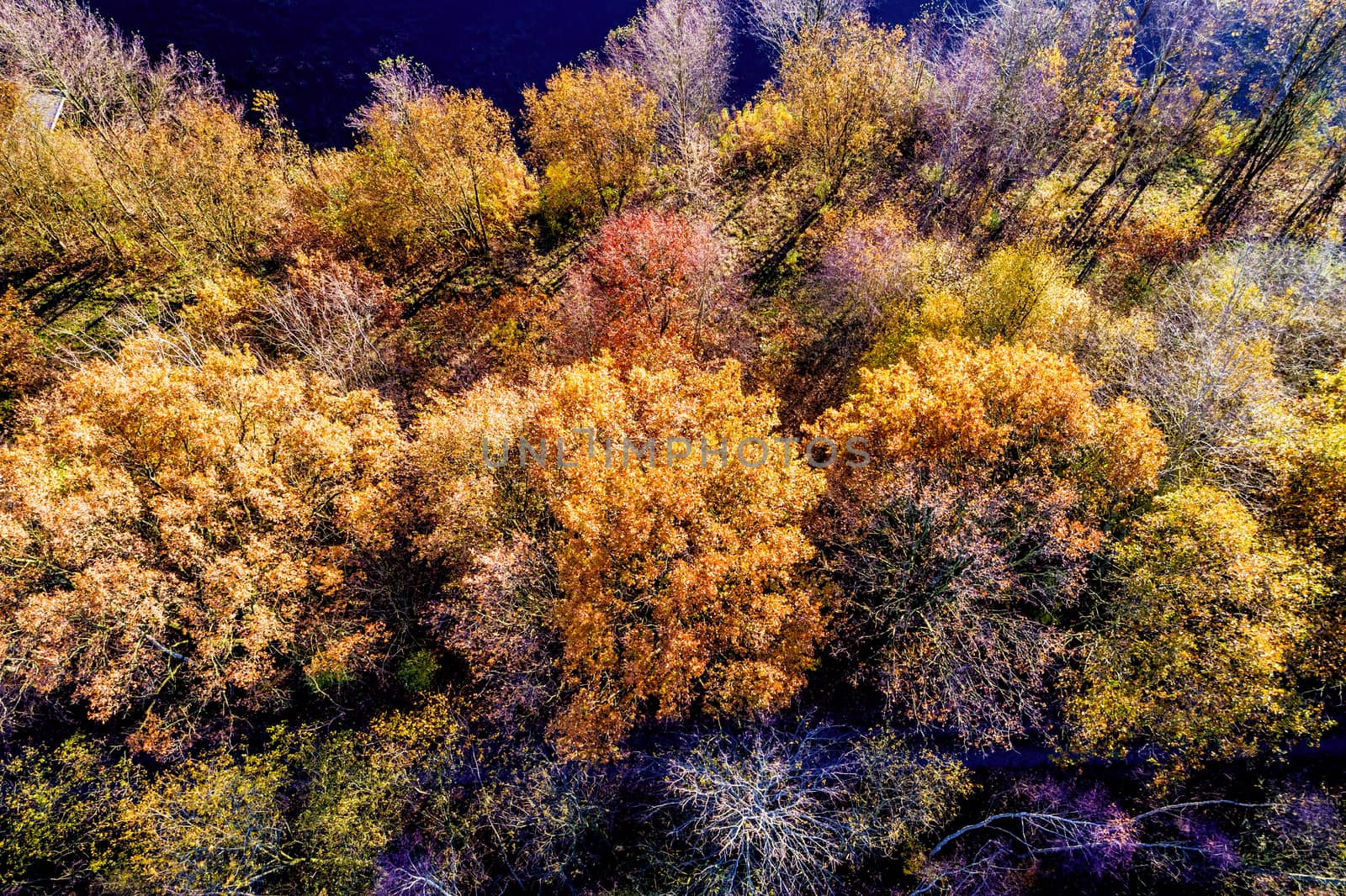 Aerial photo of the flight over trees in autumn with straw brown by geogif