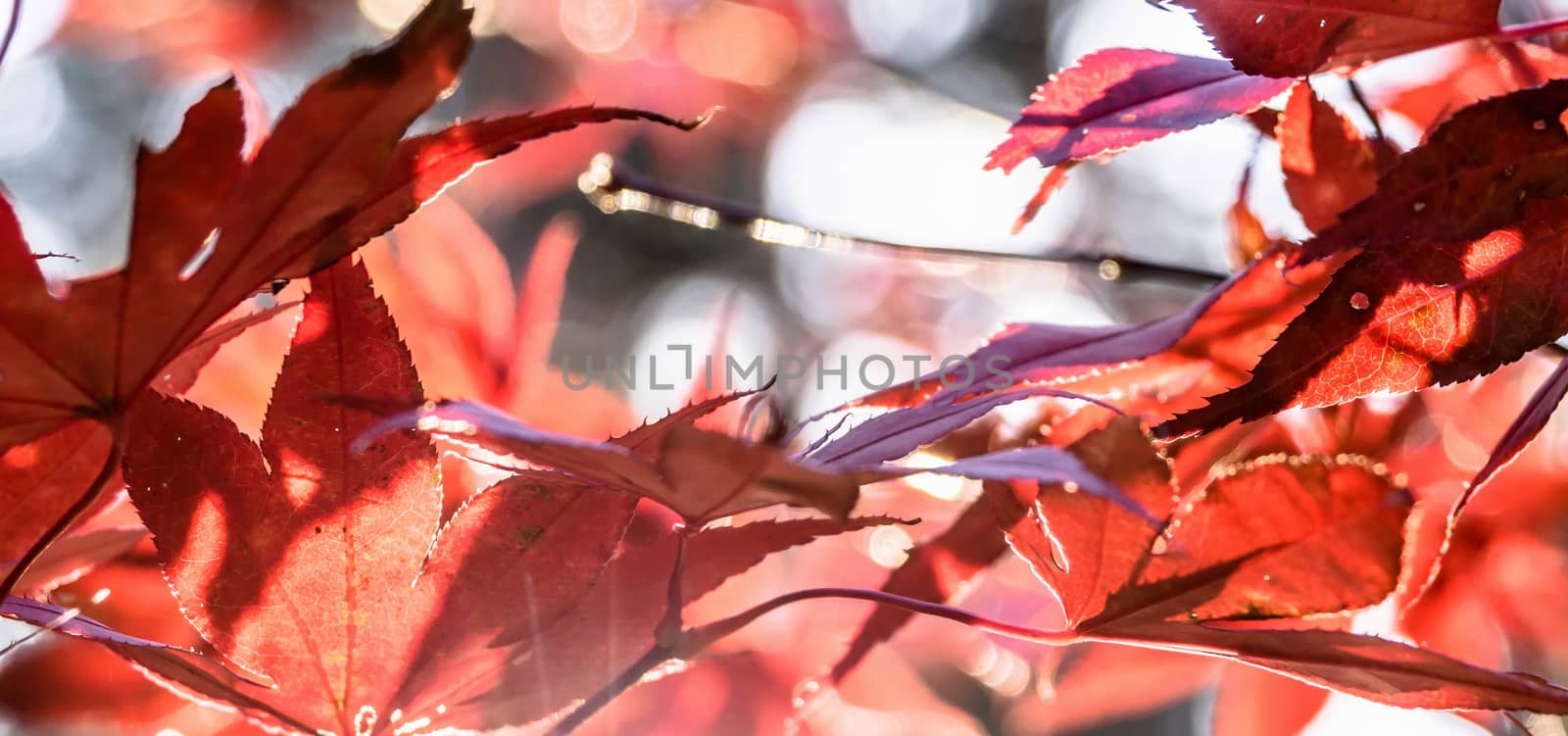 Japanese fan maple (acer sp.) against the setting autumn sun, cl by geogif