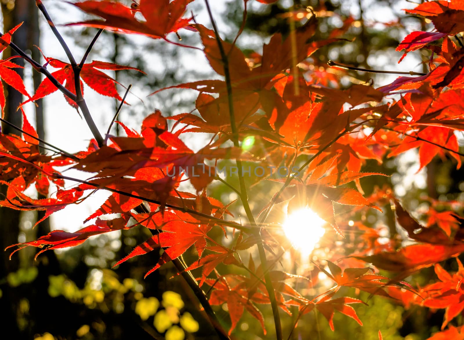 Japanese fan maple (acer sp.) against the setting autumn sun, strong colour and light effects