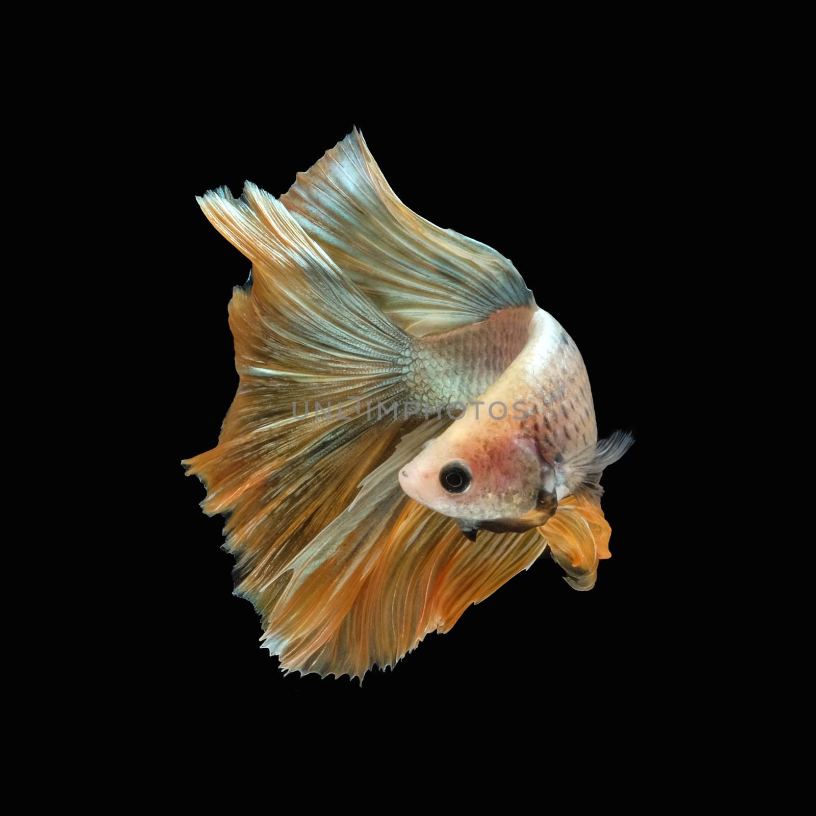 Side view angle of golden halfmoon marble grizzle betta siamese fighting fish by Macrostud