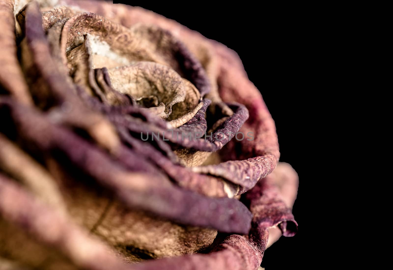 Faded and withered blossom of a rose, symbol for grief, fear and by geogif