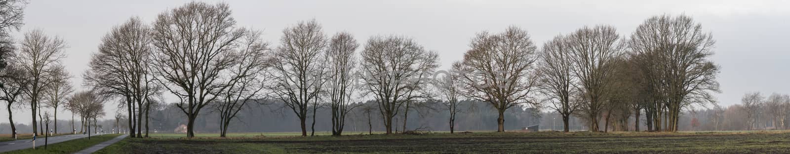 row of bare trees at the edge of a large arable land, panorama with large open space as a header for a website by geogif