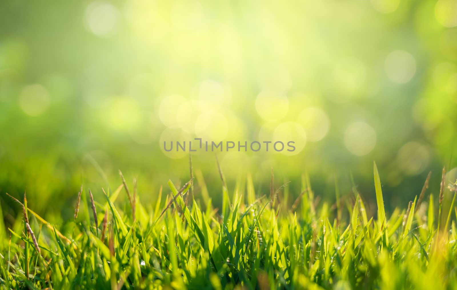 Green grass in the golden sun in the morning and there is free space on the top.