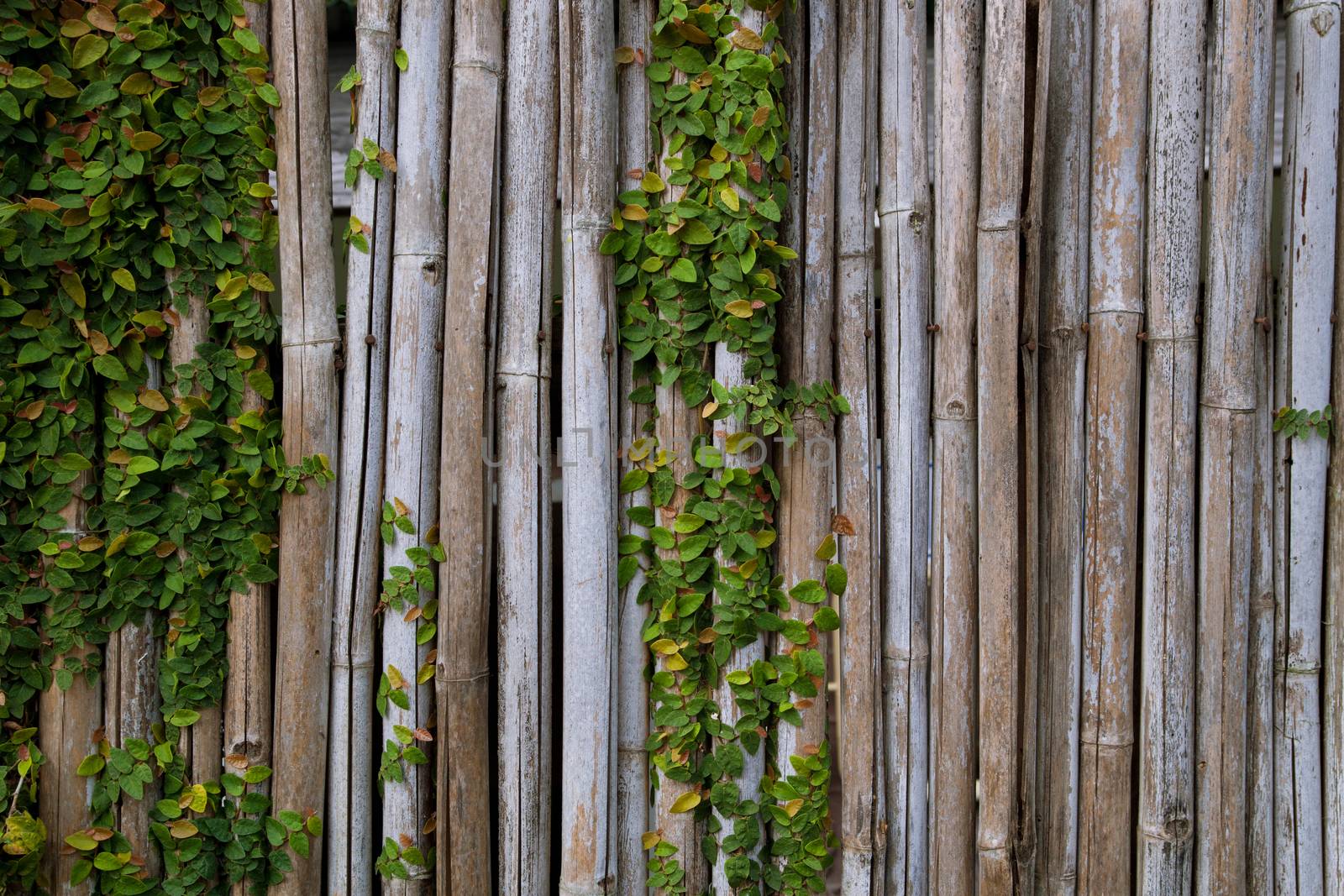 bamboo fence or wall texture background for interior or exterior design. by asiandelight