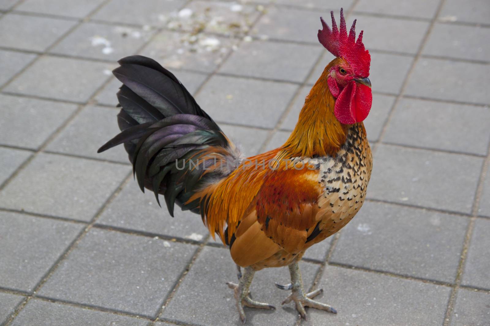 Thai brown Chicken with red head and black tail, selective focus