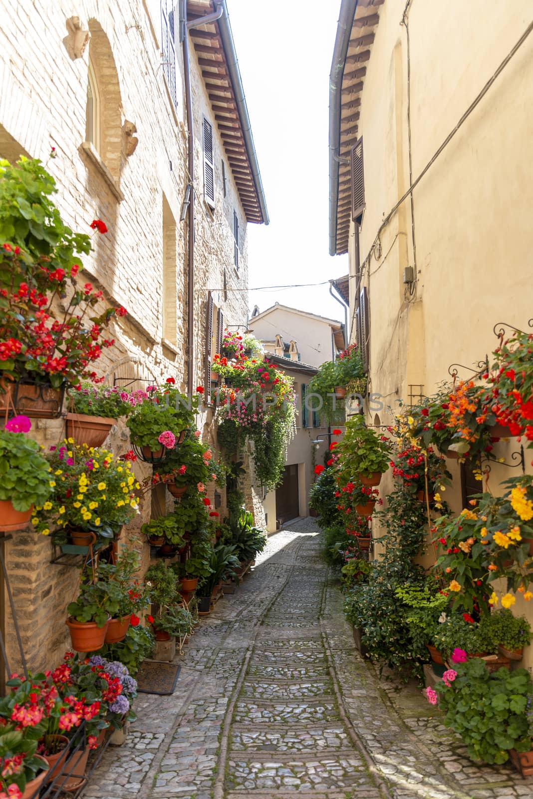 alleys of spello decorated with plants and characteristic flowers by carfedeph