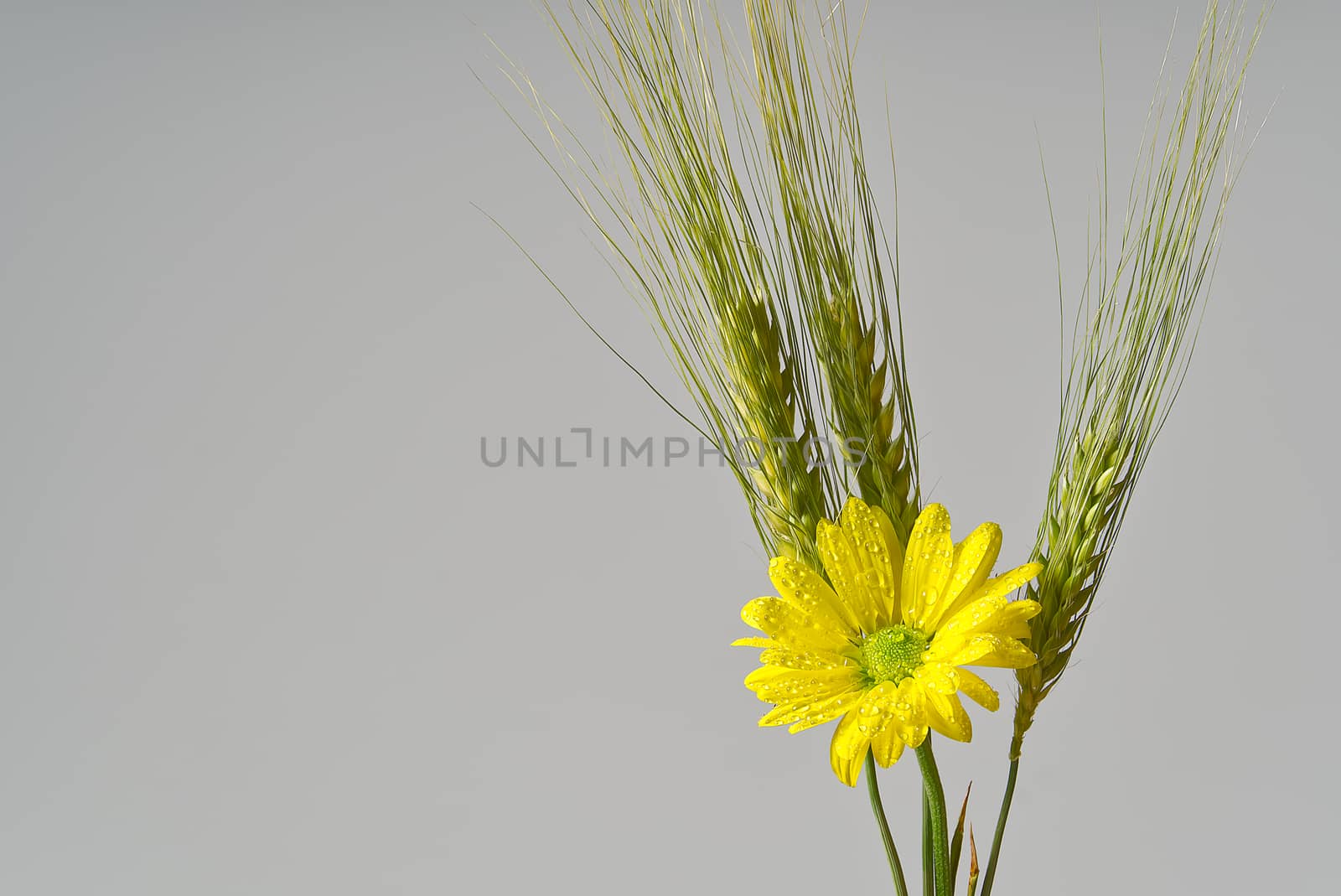 Single fresh yellow chrysanthemum with green wheat, close-up shot, yellow daisies flowers isolated on grey
