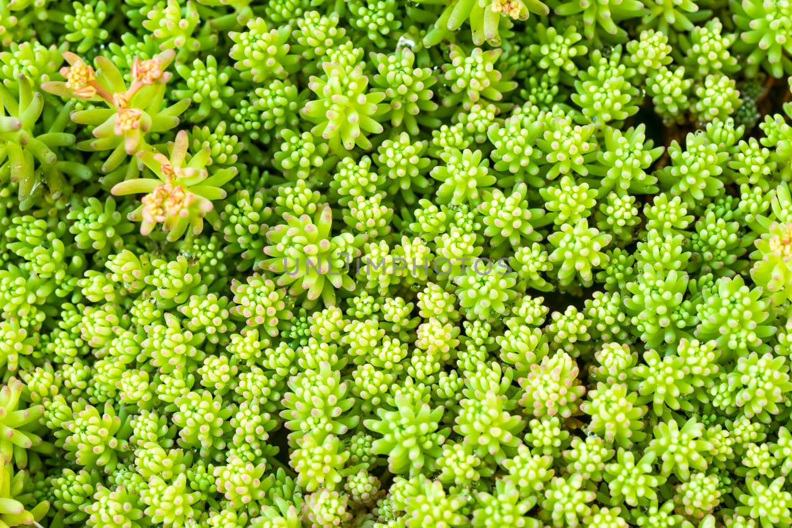 Crassula Leaves by MaxalTamor