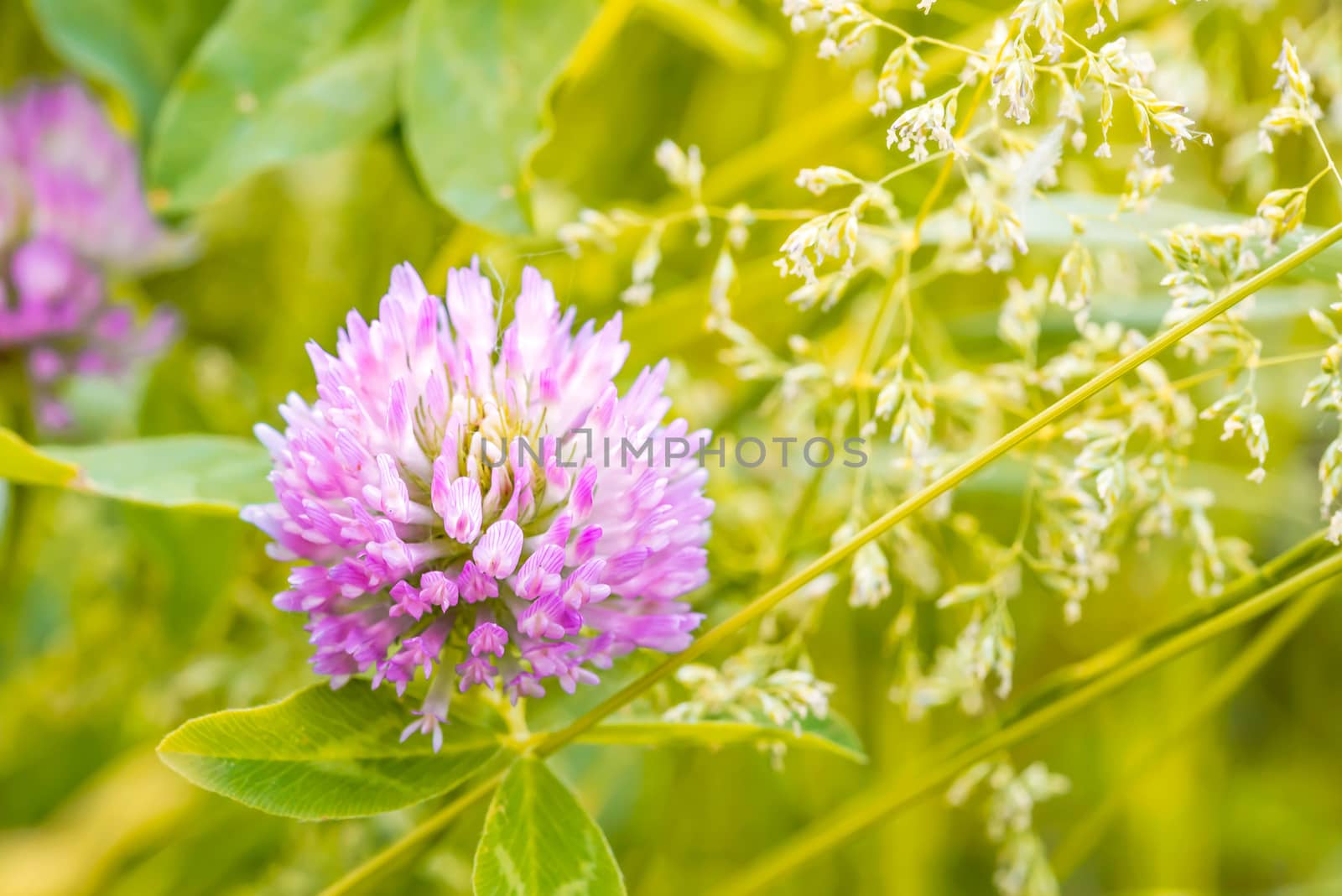 A pink clover flower in the middle of a green meadow, under a warm spring sun