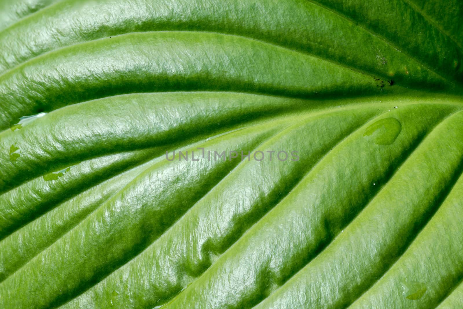 Detail of a green Hosta leaf with rain drops after the storm