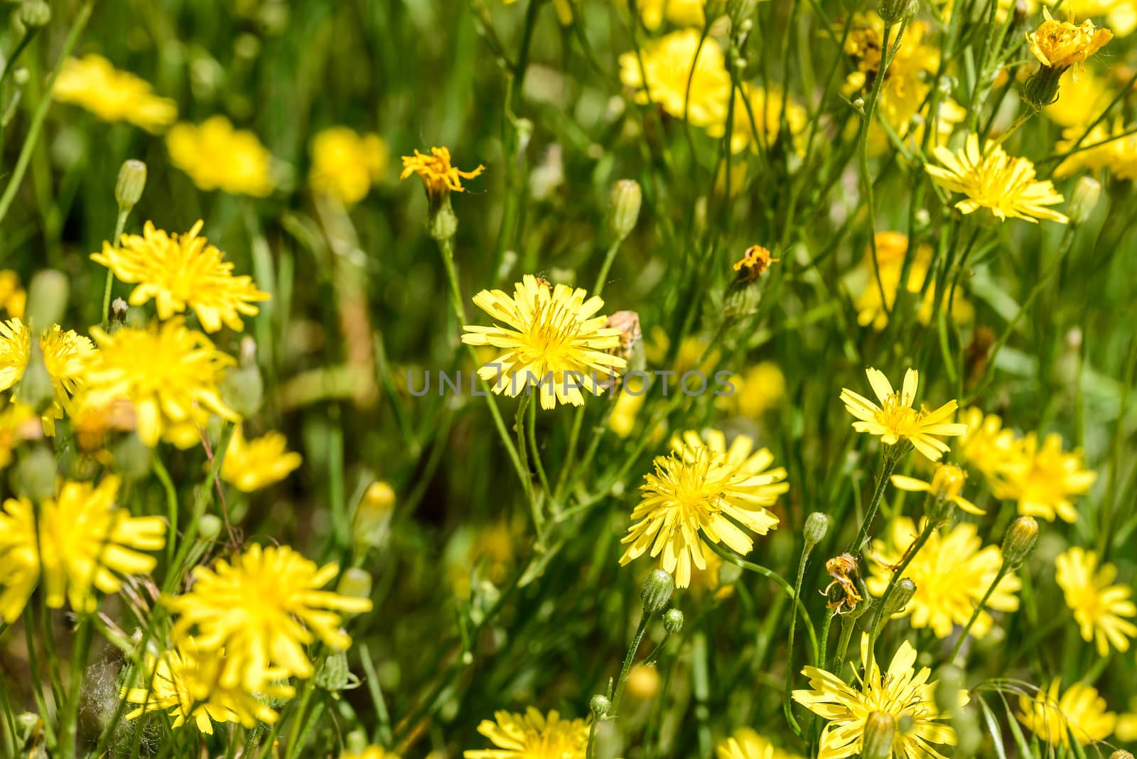 Closeup of hieracium humile in a meadow under the spring sun