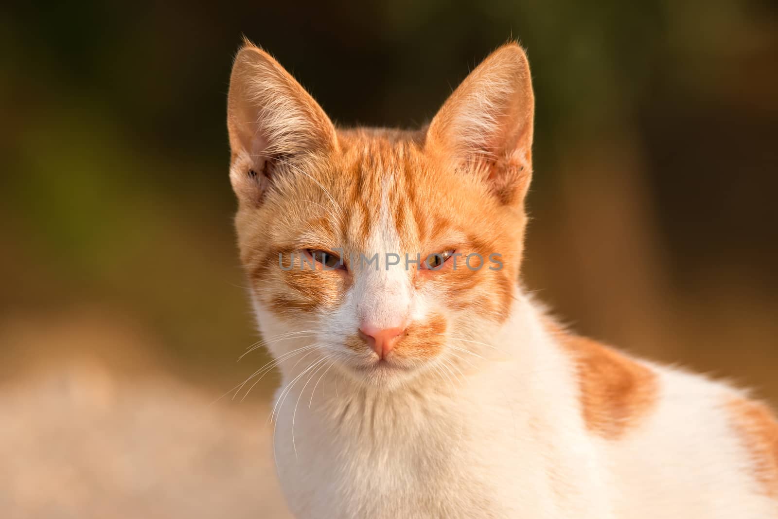 Red cat portrait