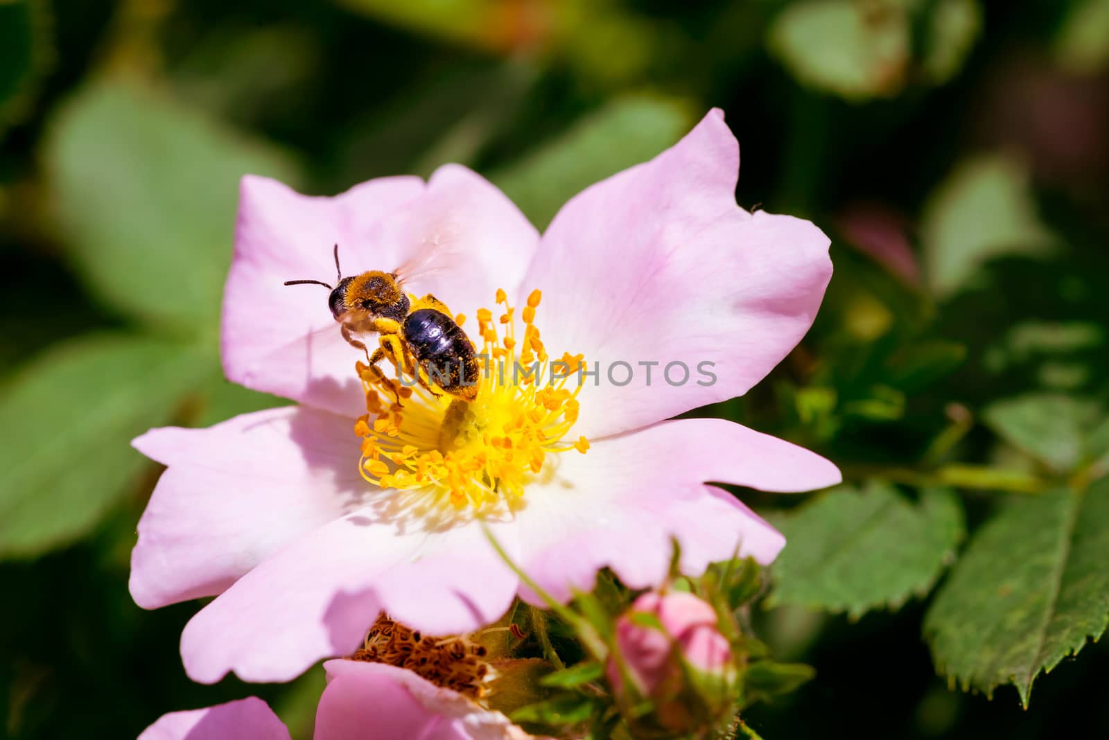 A nice pink briar rose under the warm spring sun, with a bee gathering pollen