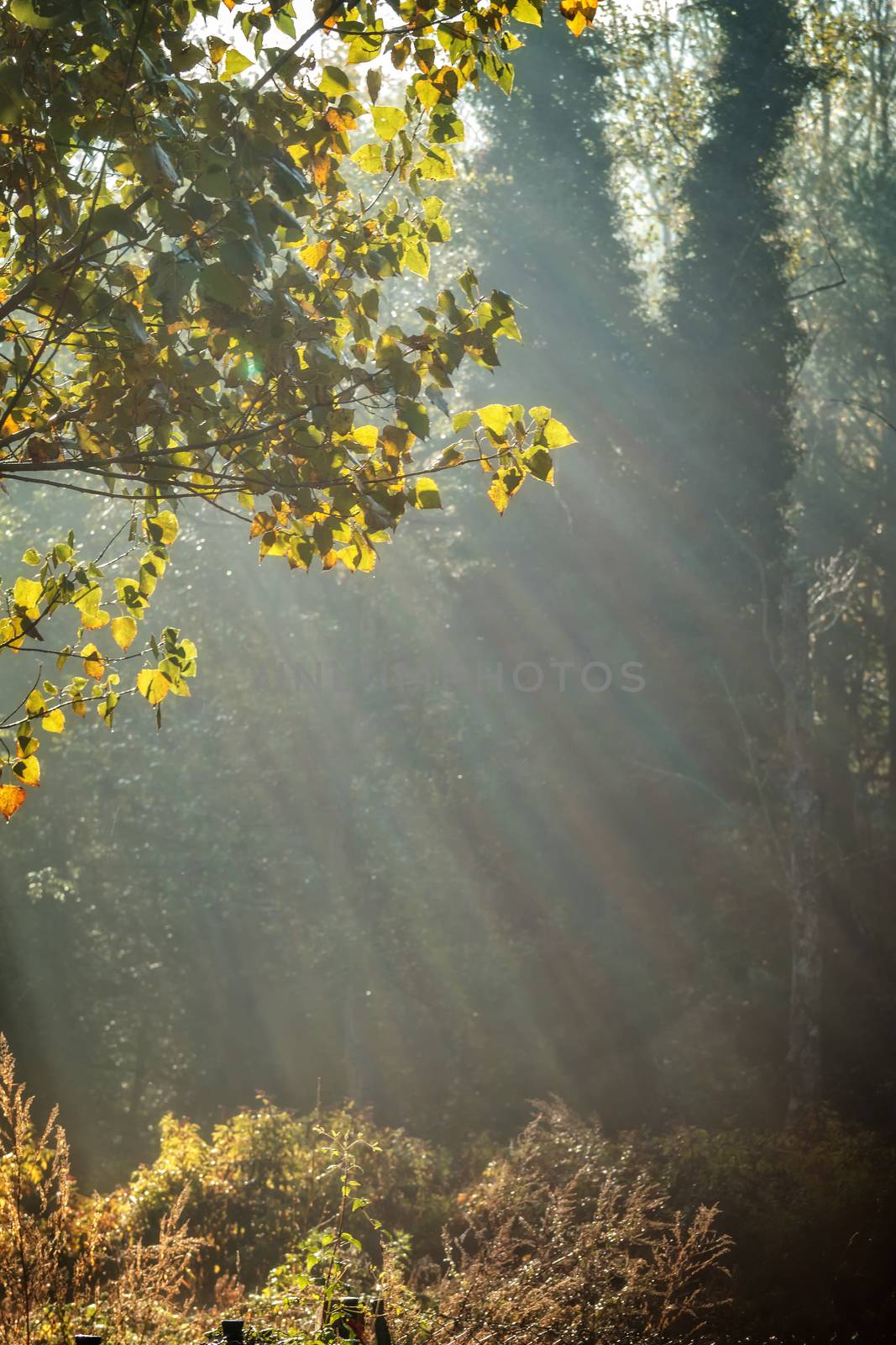 Colorful and foggy autumn forest in backlight with sunbeam