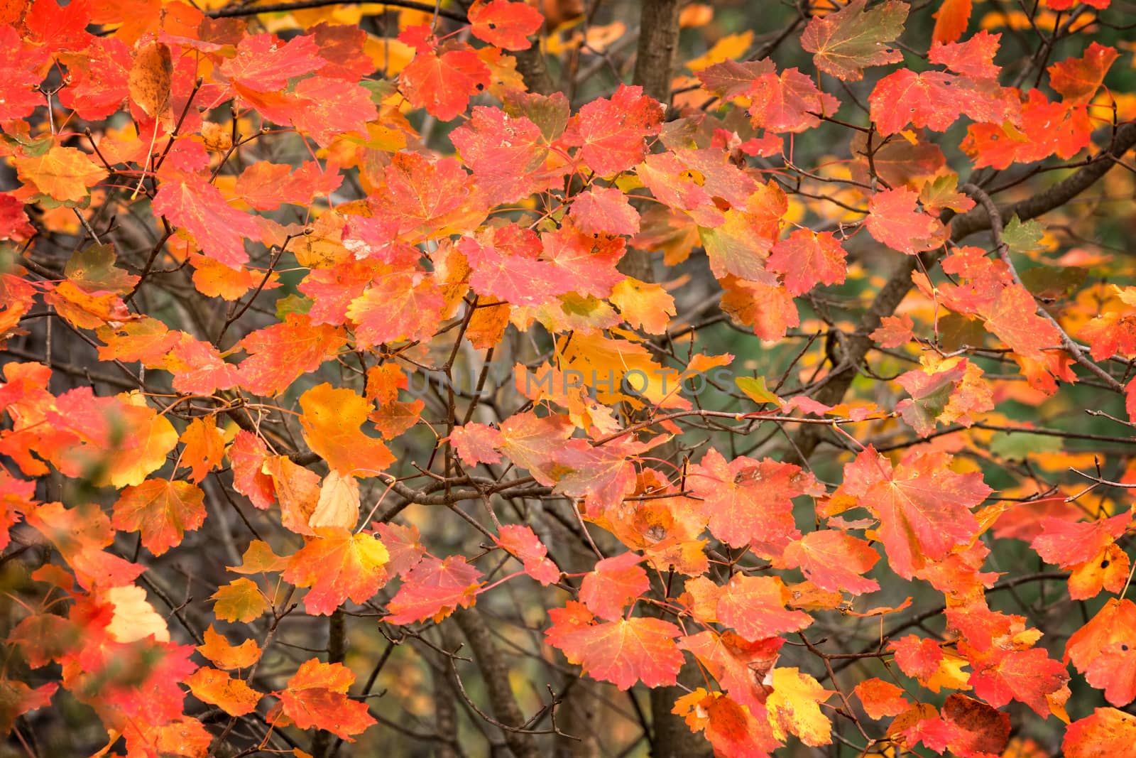 Autumn colors by Digoarpi