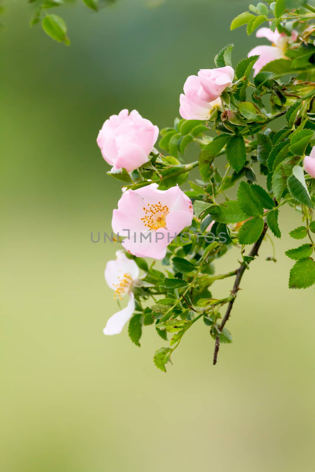 Beautiful blooming wild rose bush by Digoarpi