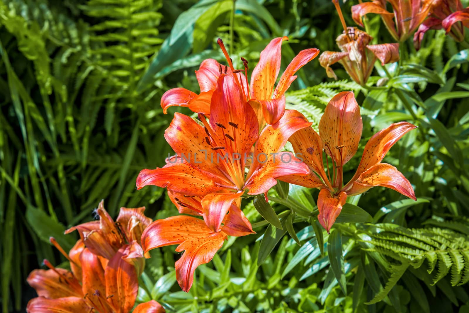 Orange and red Liliums with green ferns under the warm spring sun