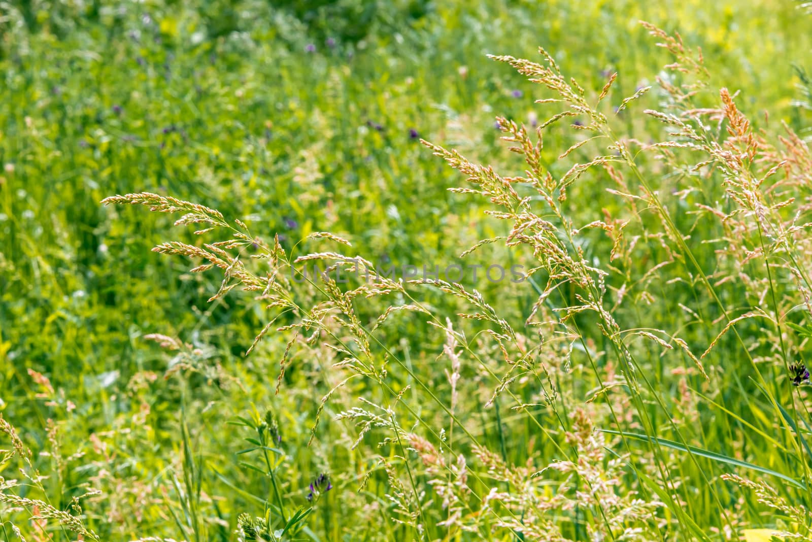 Gramineae herbs moved by the wind in a meadow  under the warm spring sun