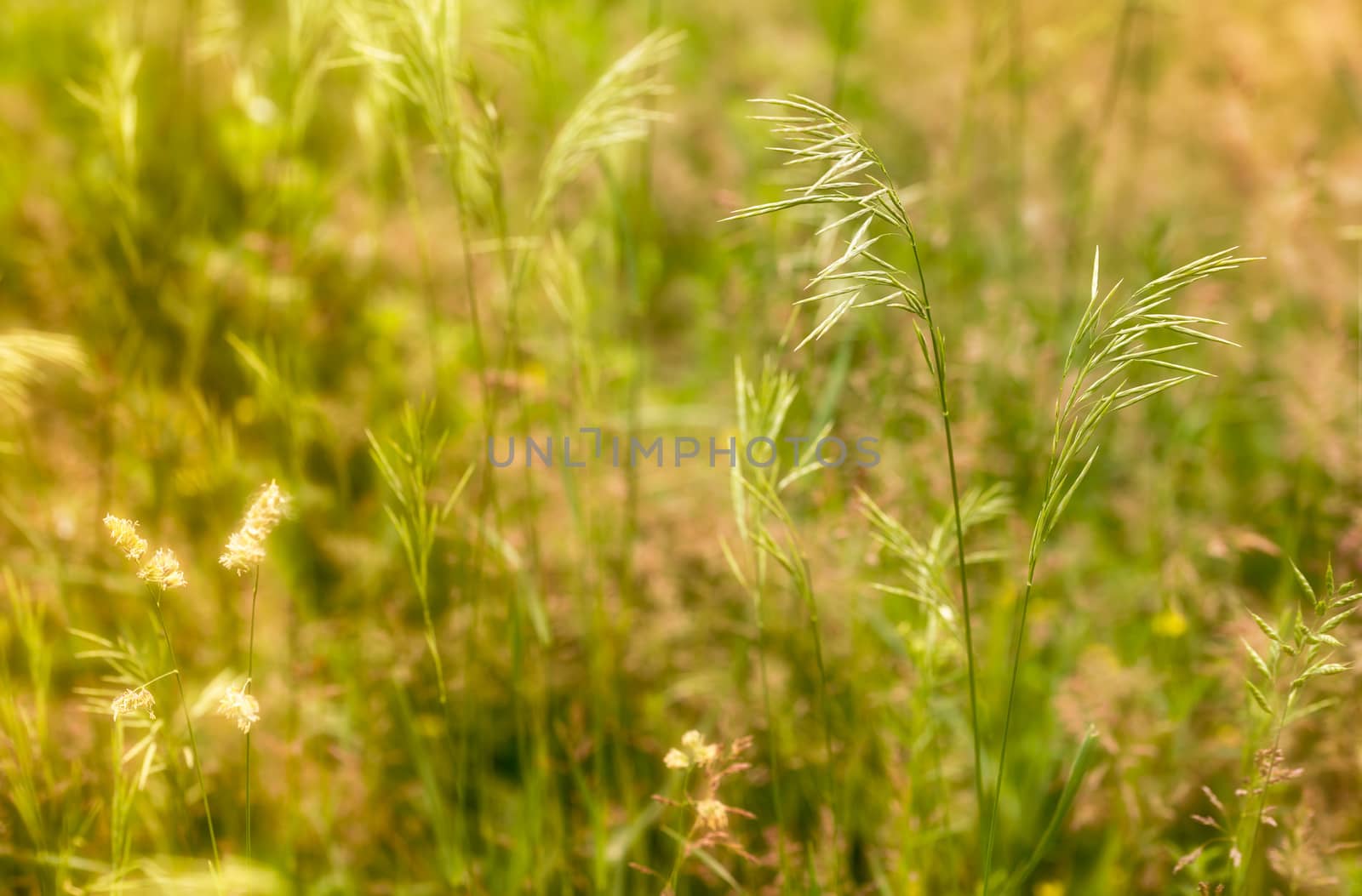 Spartina pectinata  moved by the wind in a meadow  under the warm spring sun