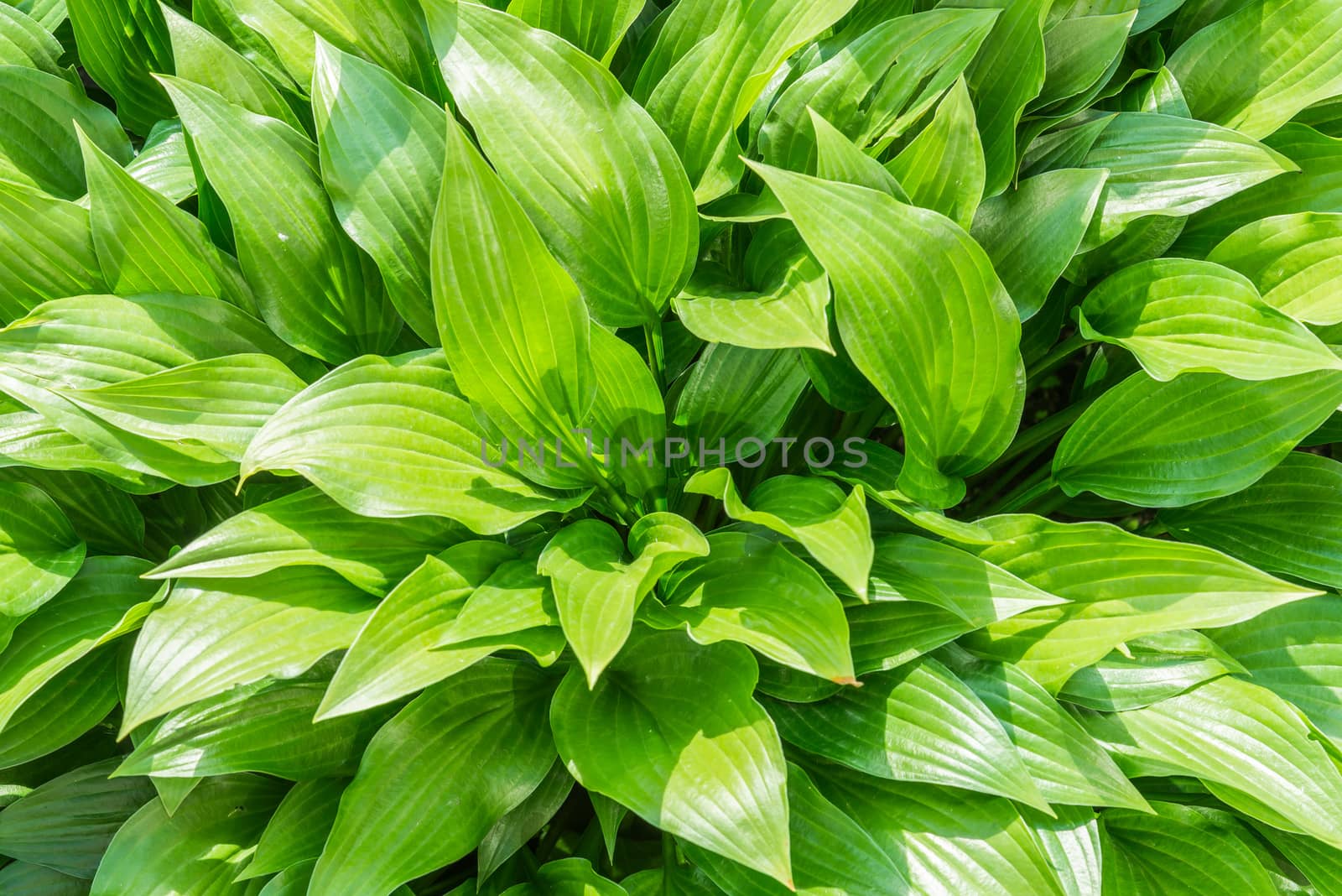 Green Hosta leaves under the warm spring sun