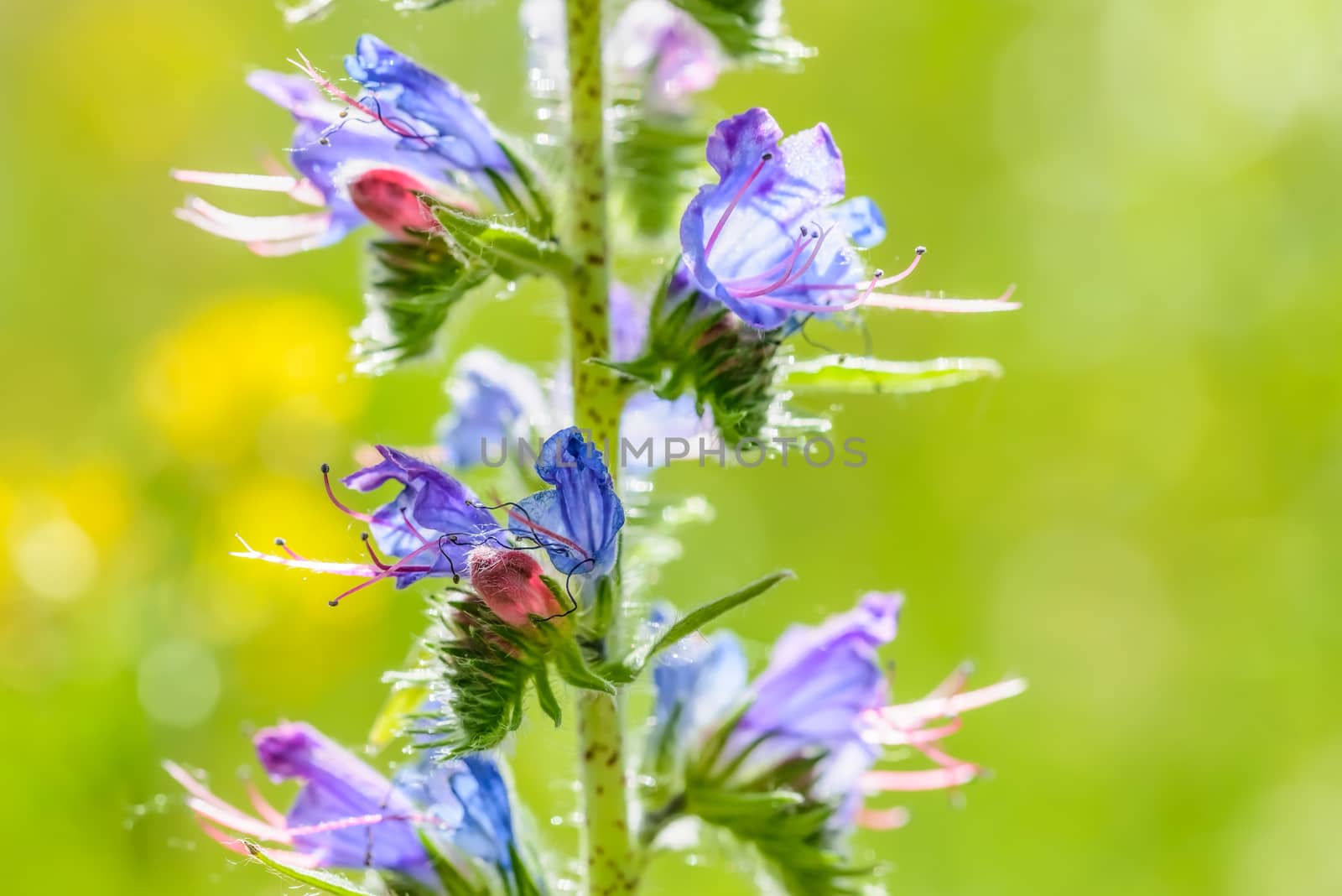 Macro photo of a Echium Vulgare (Blueweed) flower showing transparency under the warm summer sun