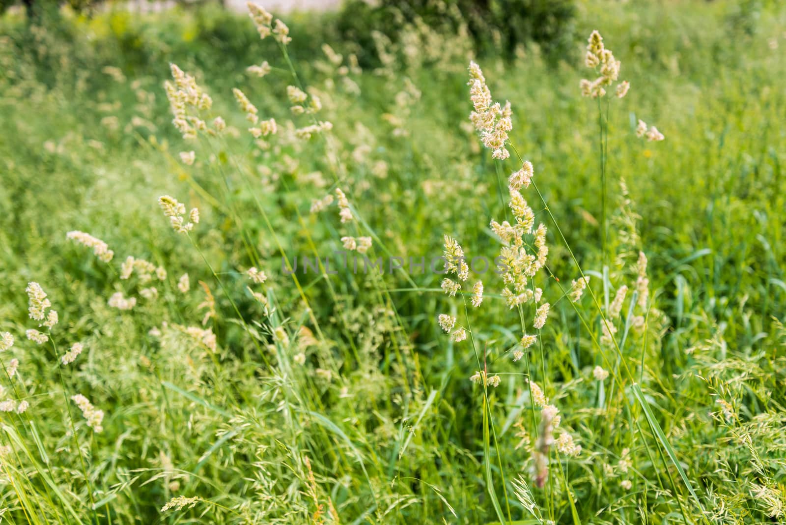 Gramineae herbs in the Meadow by MaxalTamor