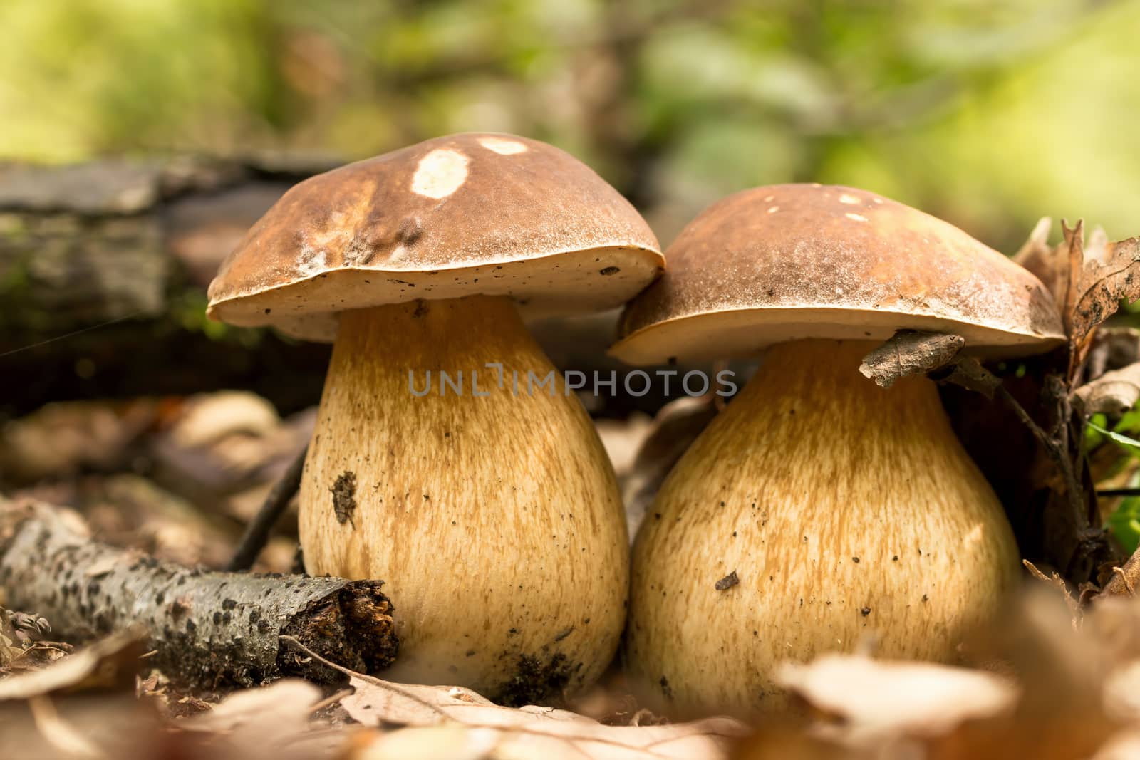 Porcini fungi on the litter (Boletus edulis)