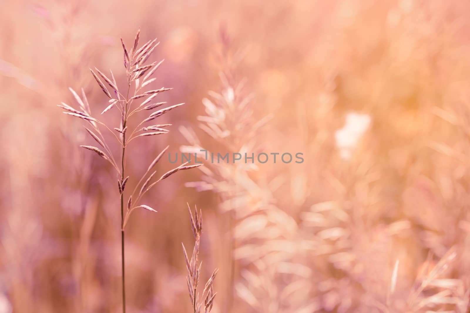 spartina pectinata moved by the wind in a meadow  under the warm spring sun