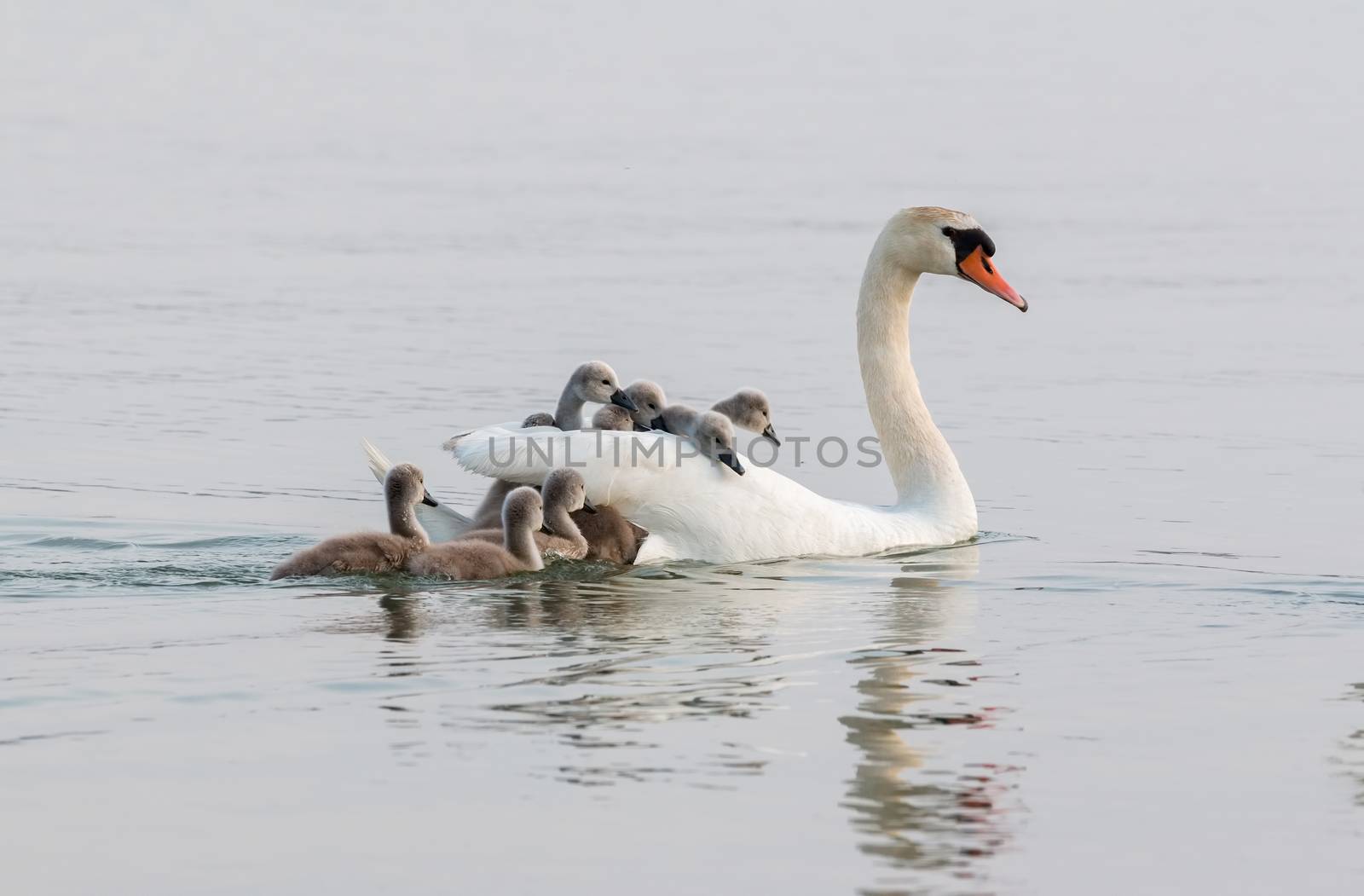 Swan family by Digoarpi
