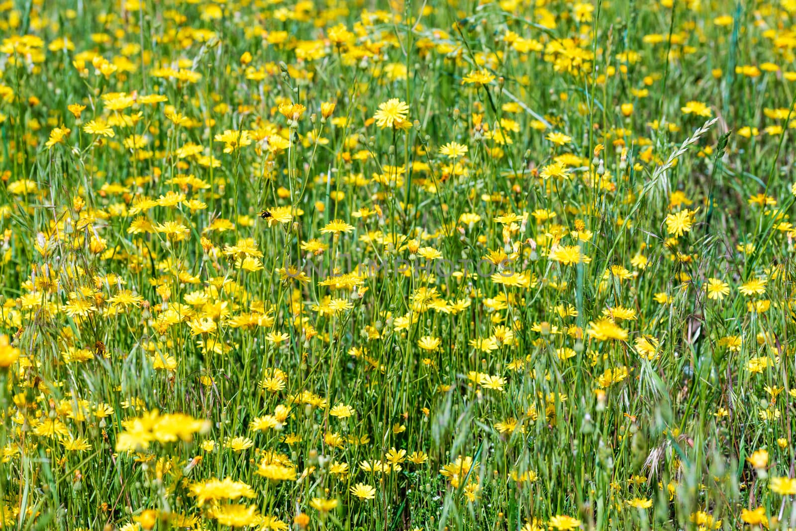 Hieracium humile in a meadow under the spring sun