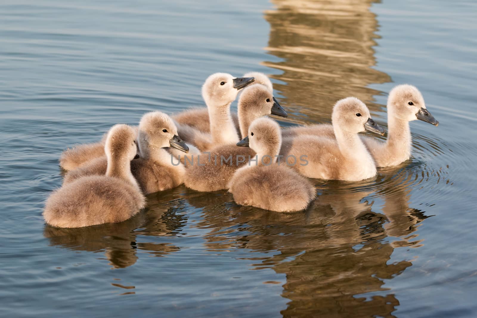 Close up of young swans
