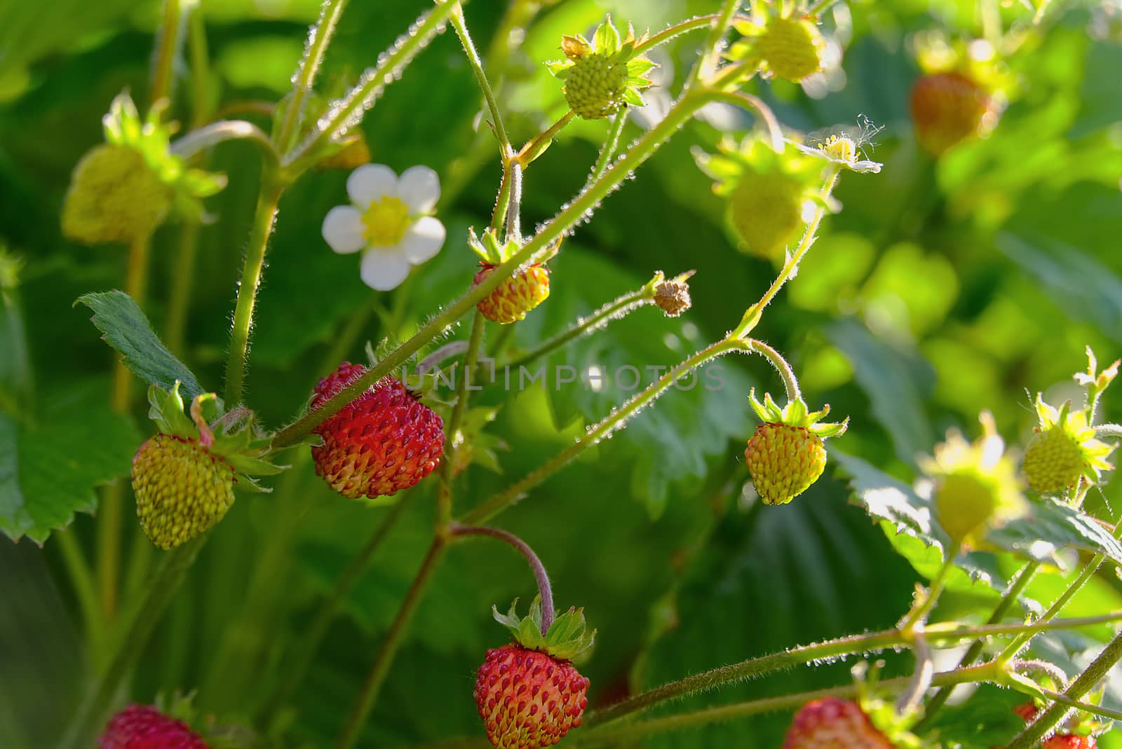 Red Fragaria Or Wild Strawberries, Growing Organic Wild Fragaria . Ripe Berry In Garden. Natural Organic Healthy Food Concept