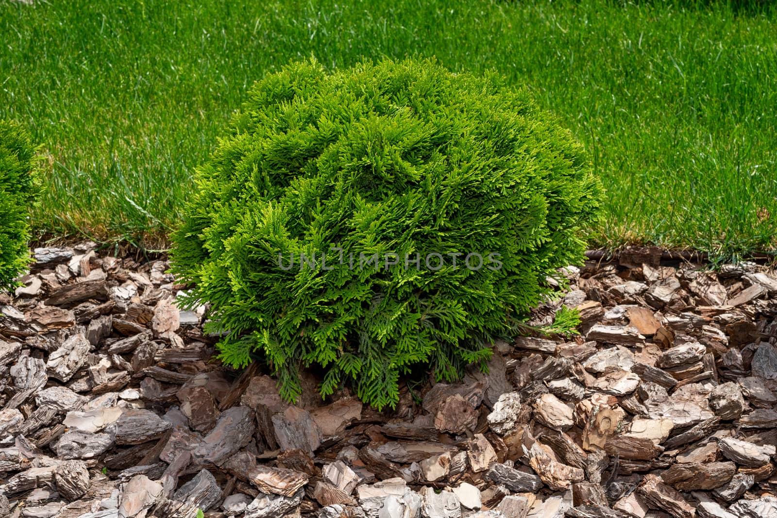 A small green coniferous bush. Green round thuja. by Serhii_Voroshchuk