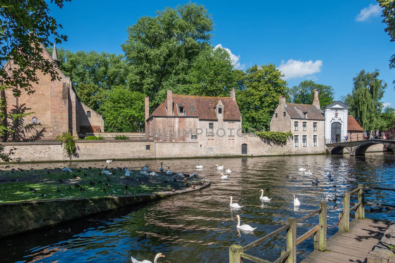 Bruges, Flanders, Belgium -  June 17, 2019: Brown brick stone outer facade and wall of Beguinage. Dark canal with white swans in front. Blue sky and green foliage.