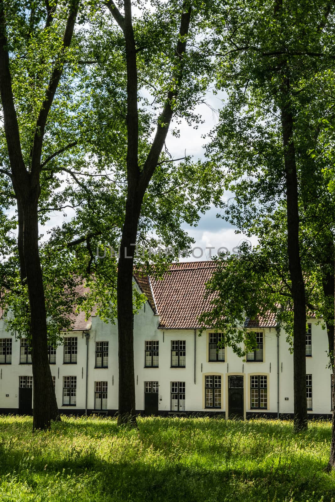 Bruges, Flanders, Belgium -  June 17, 2019: Enclosed central park of Beguinage comes with green lawn and lots of tall dark trunked trees and green foliage hiding the sky, White houses in back.