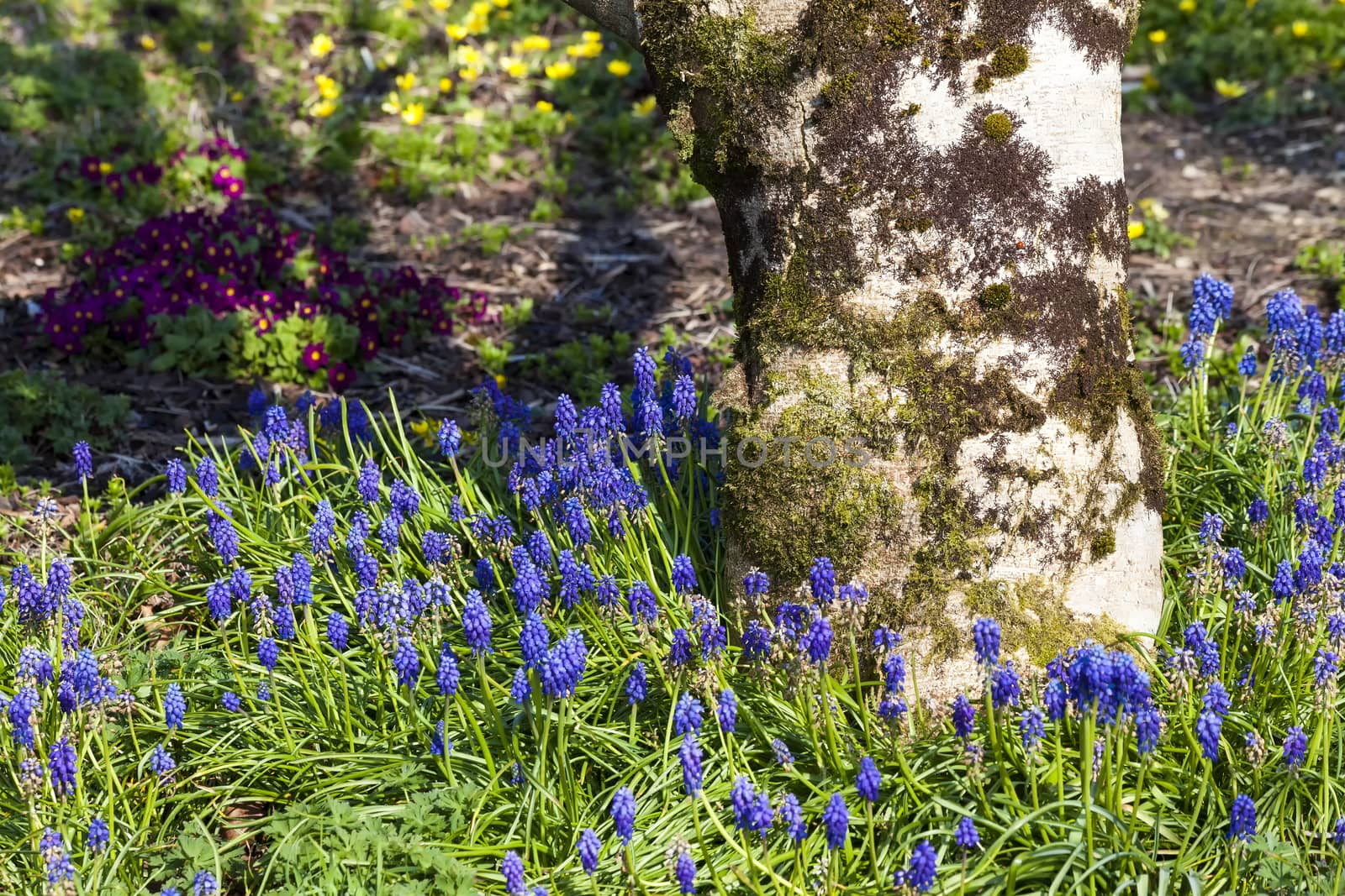Muscari armeniacum a spring blue perennial bulbous flower plant commonly known as grape hyacinth or Armenian grape