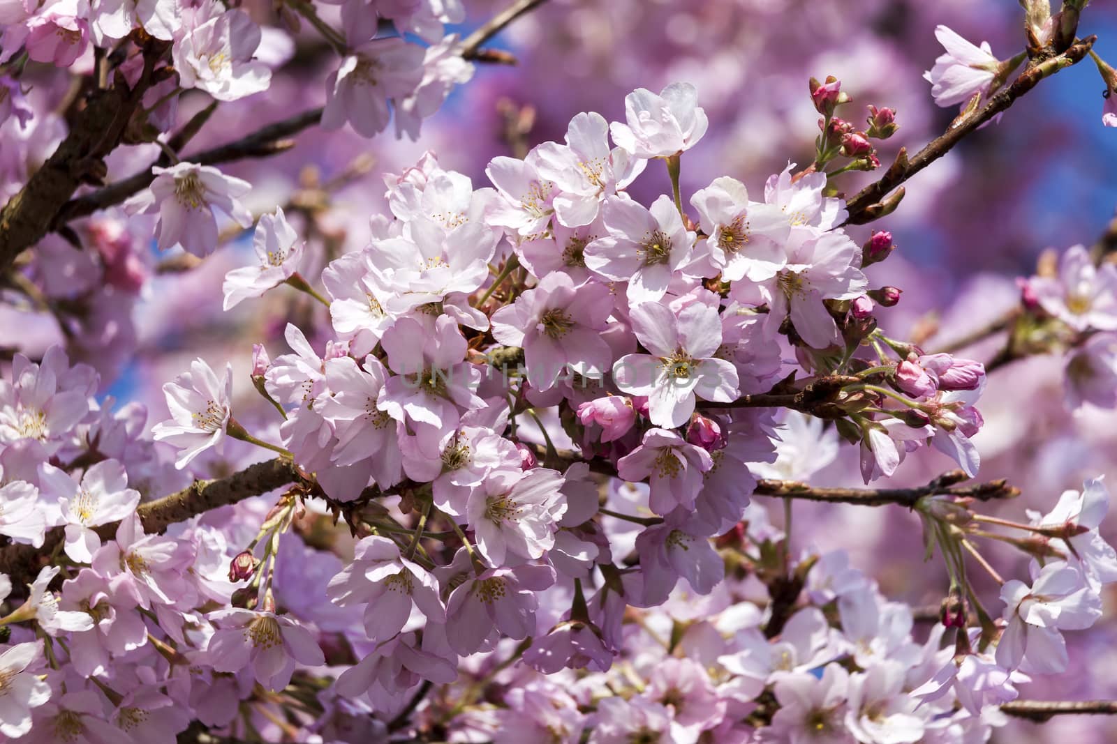 Prunus a pink flower blossom shrub or small tree